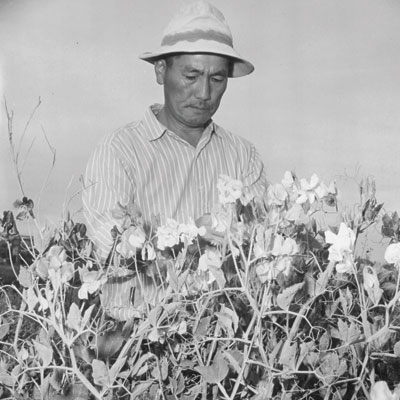 Running the flower nursery