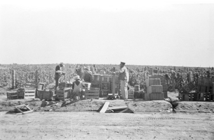 Harvesting Beans DDR NA